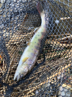 ヤマメの釣果
