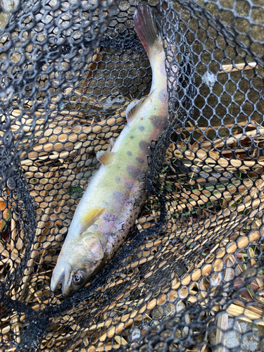 ヤマメの釣果