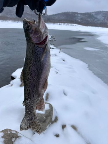 ニジマスの釣果