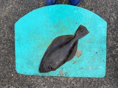 ヒラメの釣果