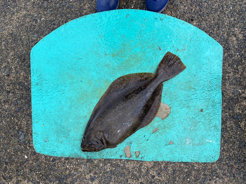 ヒラメの釣果