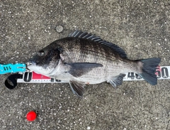 チヌの釣果