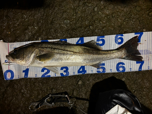シーバスの釣果