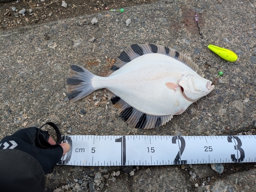 カワガレイの釣果