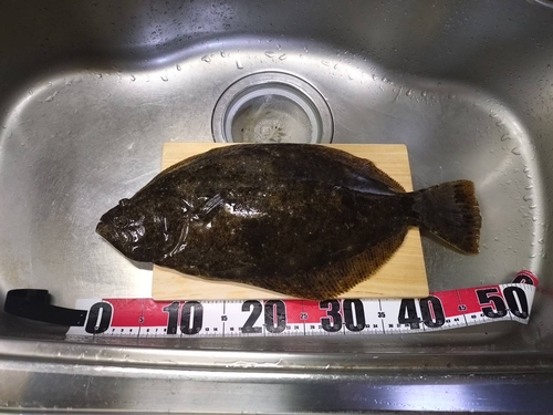 ヒラメの釣果
