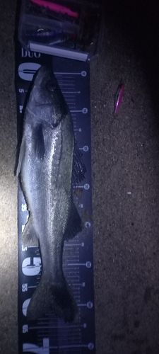 スズキの釣果