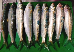 カタボシイワシの釣果