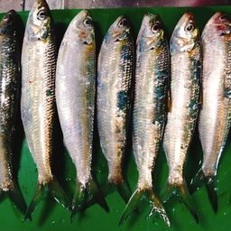 カタボシイワシ