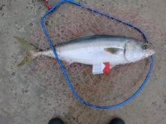 ブリの釣果