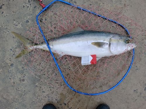 ブリの釣果