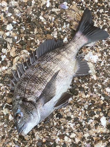 チヌの釣果