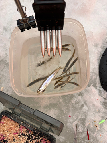 ワカサギの釣果
