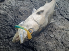 スズキの釣果