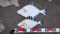 カワガレイの釣果