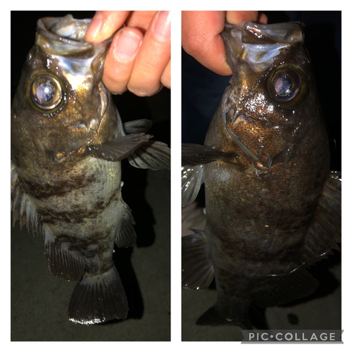 メバルの釣果