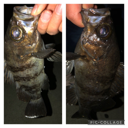 メバル