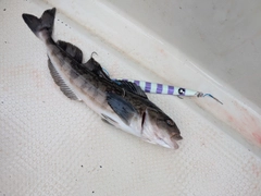 ホッケの釣果