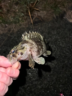 ソイの釣果