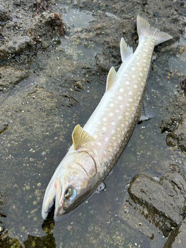 アメマスの釣果