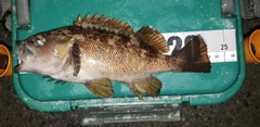 エゾメバルの釣果