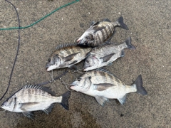 チヌの釣果