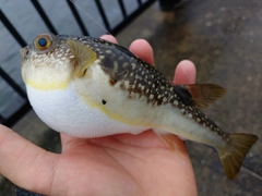 コモンフグの釣果