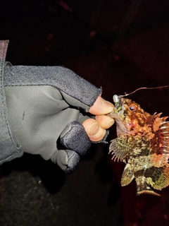 タケノコメバルの釣果