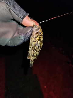 クロソイの釣果