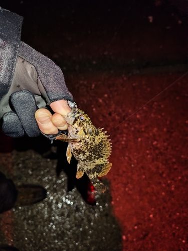 タケノコメバルの釣果