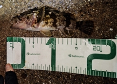 タケノコメバルの釣果