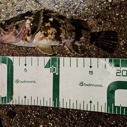 タケノコメバル