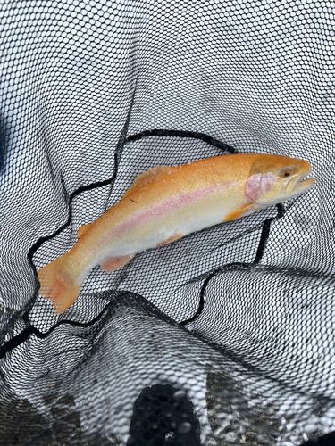 ニジマスの釣果