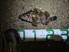 タケノコメバルの釣果