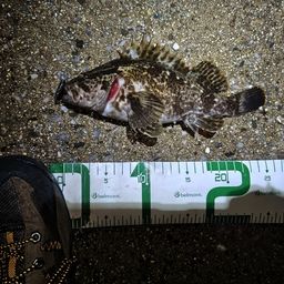 タケノコメバル
