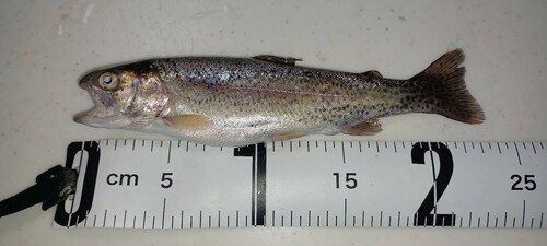 ニジマスの釣果