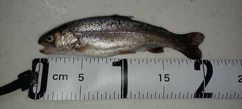 ニジマスの釣果