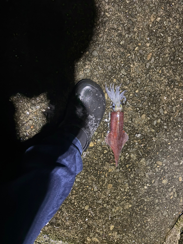 八代海