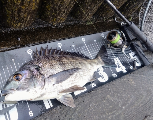 クロダイの釣果