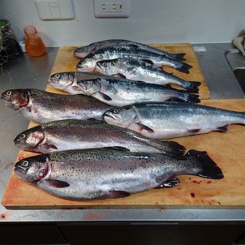 トラウトサーモンの釣果