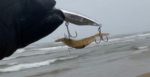 エビの釣果