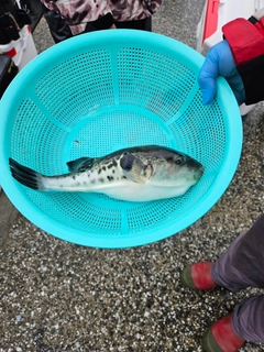 トラフグの釣果