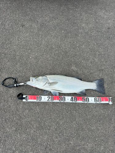 ヒラスズキの釣果