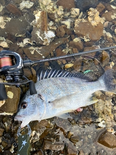 キビレの釣果