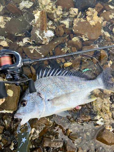 キビレの釣果