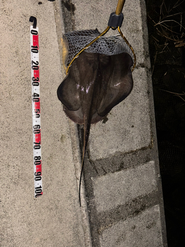 エイの釣果
