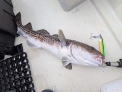 マダラの釣果
