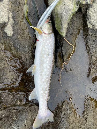 アメマスの釣果