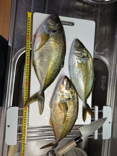 シマアジの釣果