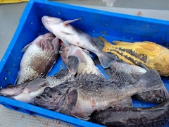 クロソイの釣果