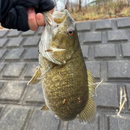 スモールマウスバス